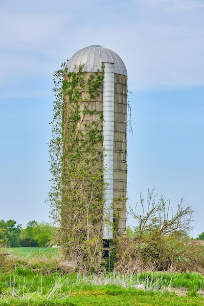 Céu azul dia de verão verde grama coberta hera escalando milho velho ou silo de grãos