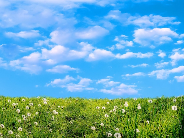 Foto céu azul e paisagem de campo verde de verão