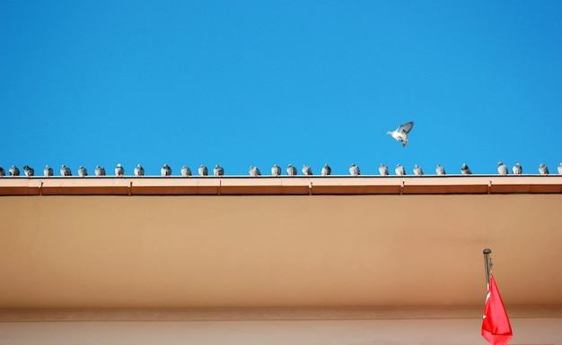 Céu azul e pombos voando no telhado