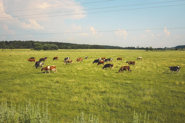 Céu azul e vacas de campo de verão brilhante