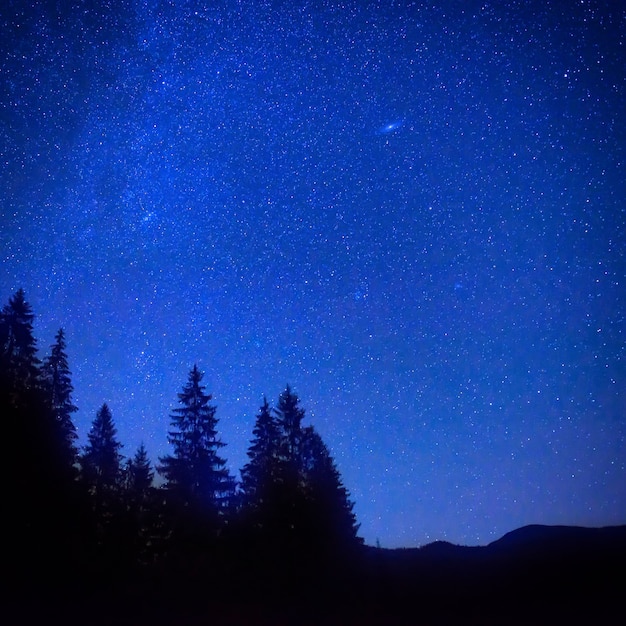 Céu azul escuro noturno acima da floresta misteriosa com pinheiros