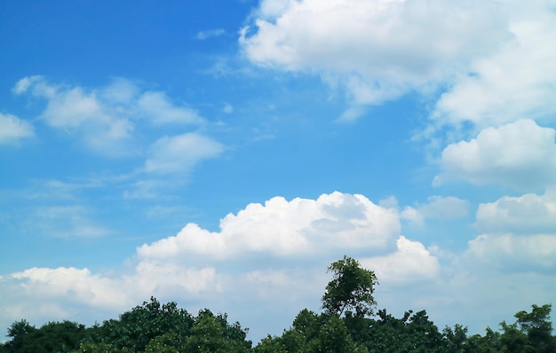 Céu azul vibrante com nuvens brancas sobre folhagem verde