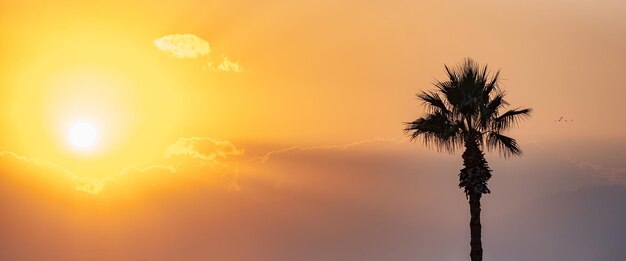 Céu brilhante do pôr do sol ou do nascer do sol com montanhas enevoadas e a silhueta de uma palmeira em primeiro planoxaxa