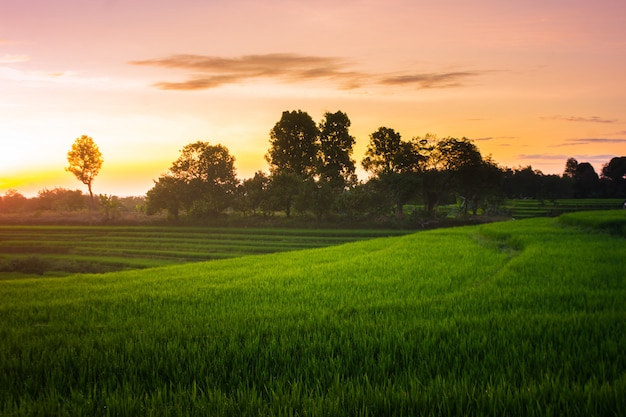 céu da manhã em campos de arroz no norte bengkulu indonésia