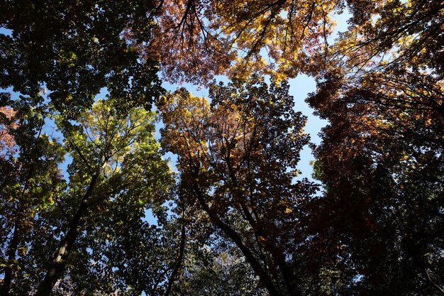 Céu de outono e árvores de folhas douradas