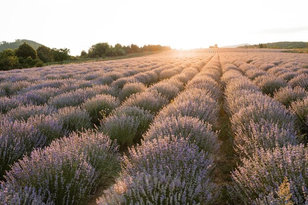 Céu do sol sobre um campo de lavanda de verão