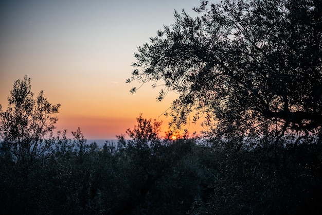 Céu dramático do pôr do sol rosa e laranja em olival na itália