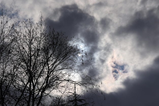 Céu dramático e plátano