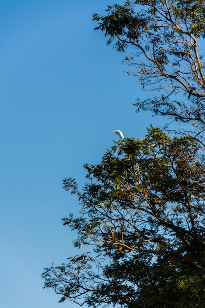 céu e árvores