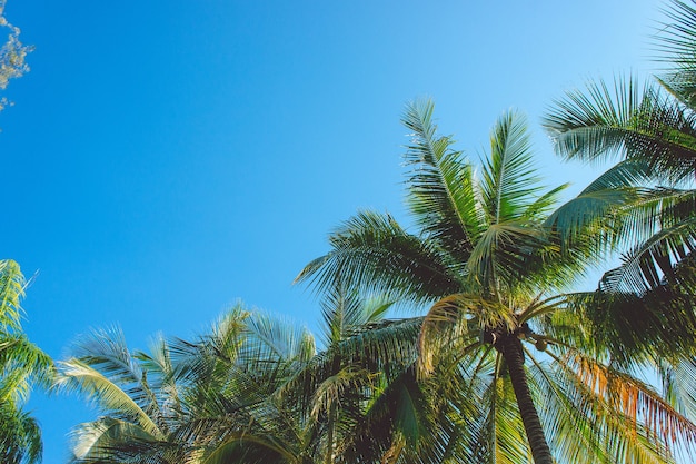 Céu e coco plam no verão vintage e copie o espaço