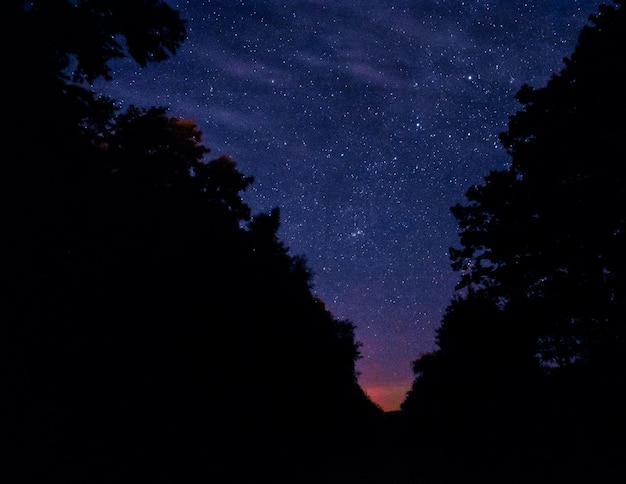 Céu estrelado espreitando pelas sombras de uma floresta densa