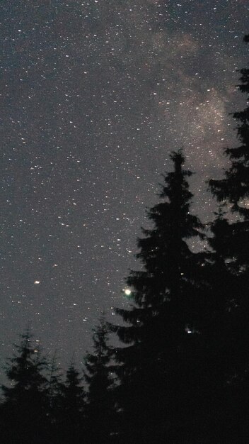 céu noturno com estrelas na floresta paisagem na natureza astronomia