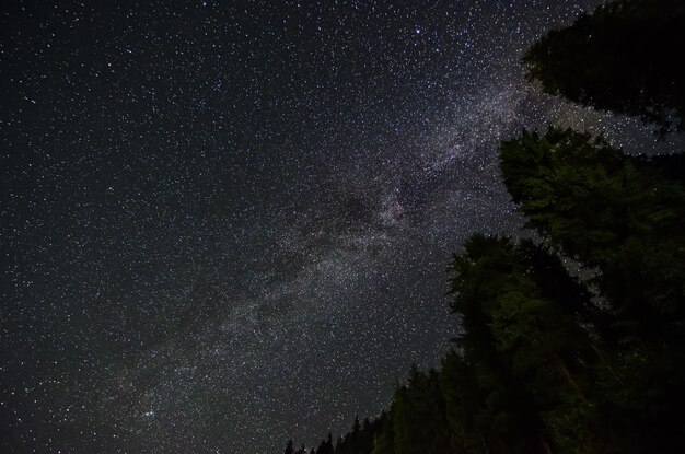 Céu noturno com muitas estrelas brilhantes, silhueta de árvores na frente