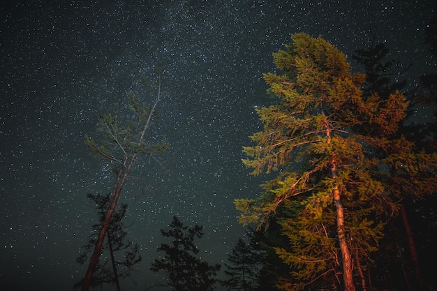 Céu noturno estrelado entre árvores de coníferas Via Láctea na natureza de verão da floresta