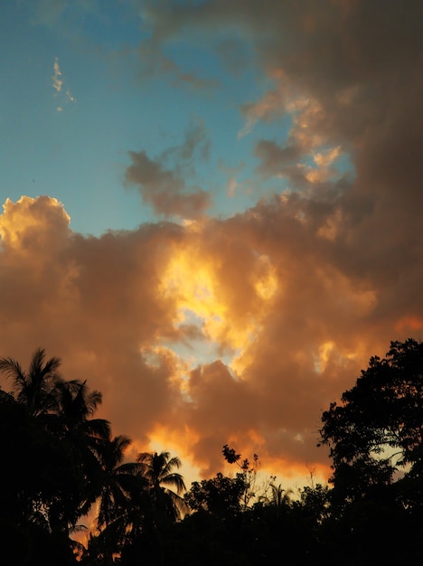Céu noturno nos trópicos com silhuetas de palmeiras e raios de sol.