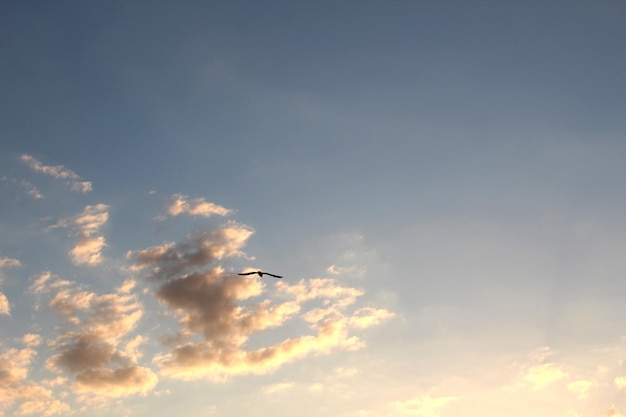 Céu nublado ao pôr do sol e uma gaivota