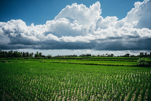 Céu nublado cênico sobre o fundo da paisagem rural dos terraços dos campos de arroz Bali Indonésia