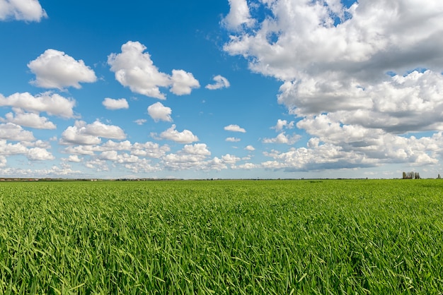 Céu nublado, sobre, campo grão