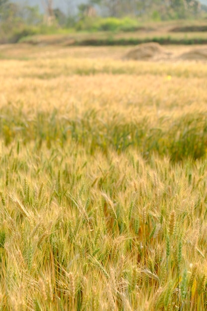 Cevada no campo para as culturas, arroz seco na fazenda
