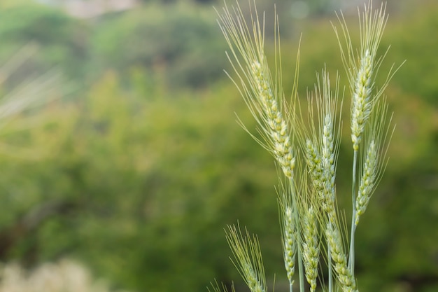 Cevada no campo