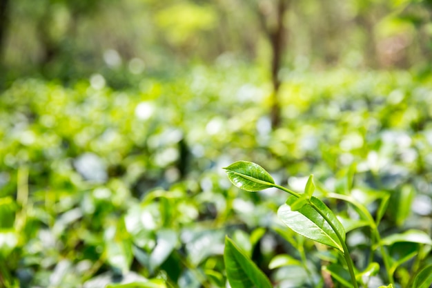 Ceylon Teebüsche, grüne Plantagen von Sri Lanka