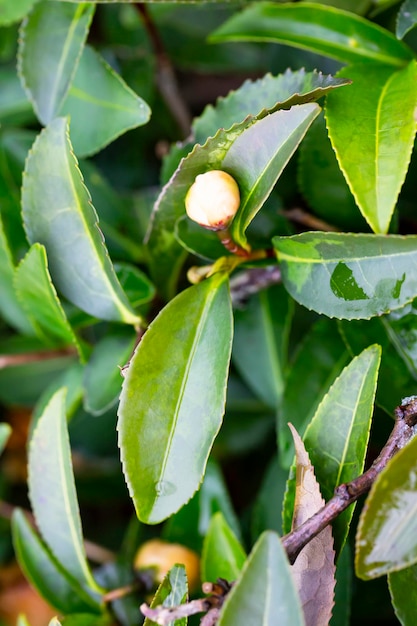 Chá camellia sinensis as folhas superiores nos arbustos folhas de chá verde em um galho