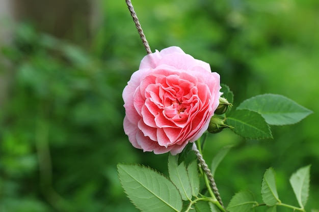 Chá rosa no jardim