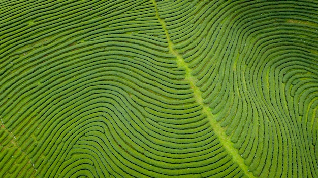 Chá verde da área agrícola na montanha Chiang Rai Tailândia