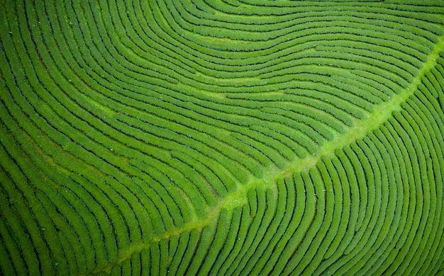 Chá verde da área agrícola na montanha Chiang Rai Tailândia
