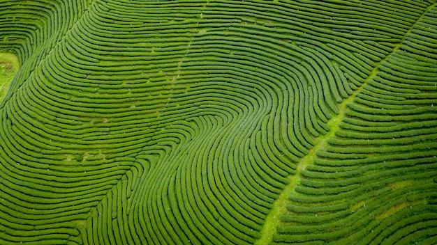 Chá verde da área agrícola na montanha Chiang Rai Tailândia