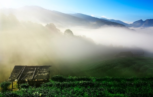 chá verde e mar de nevoeiro na manhã de montanha superior com o nascer do sol e velho chalé de madeira