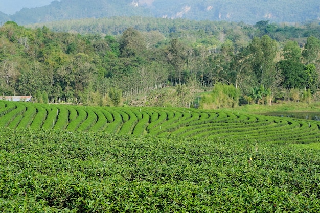 Chá verde fresco e folhas