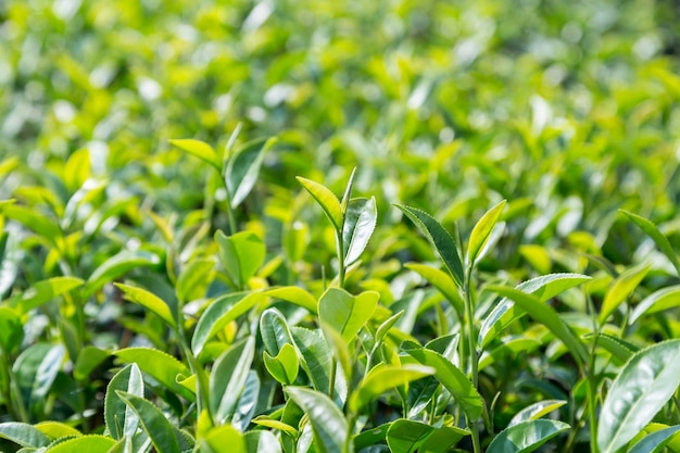 chá verde sair no campo, fechar