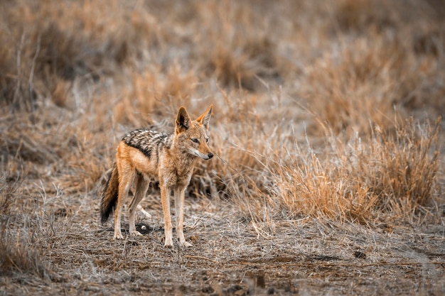 Chacal de pé em terra