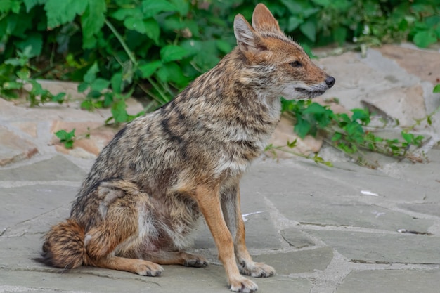 Chacal dorado (canis aureus), sentado en una superficie rocosa