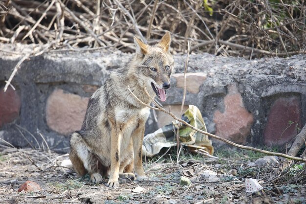 El chacal dorado en el Parque Nacional Keoladeo, India