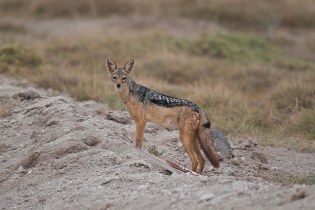 Chacal dourado na savana