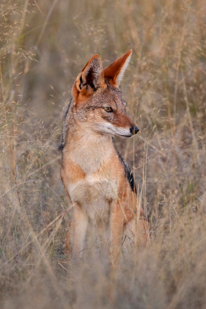 Chacal de lomo negro Botswana África