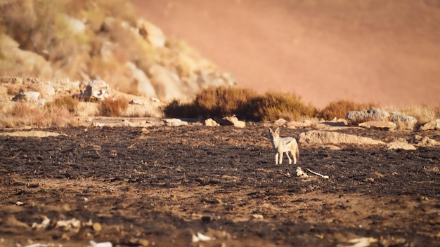 Chacal de lomo negro (Canis mesomelas mesomelas), Parque Nacional Golden Gate Highlands, Sudáfrica.