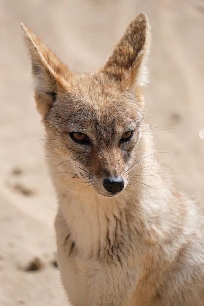 El chacal de Namibia