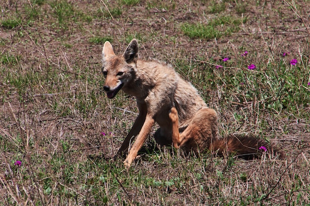 Chacal en safari en Kenia y Tanzania, África