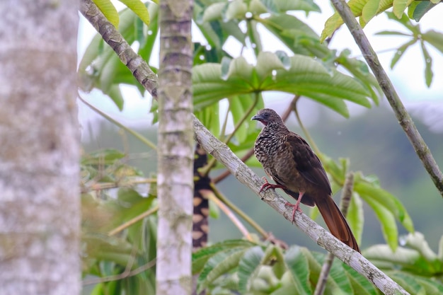 Chachalaca moteada Ortalis guttata