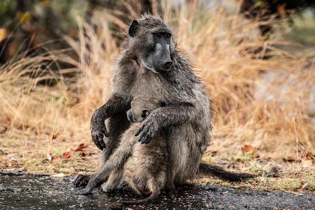 Foto chacma baboon papio ursinus im krüger nationalpark südafrika