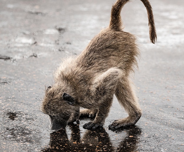 Chacma Baboon Papio Ursinus no Parque Nacional Kruger África do Sul