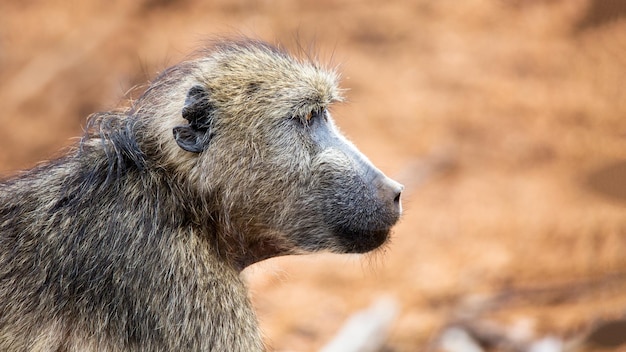 Chacma babuino perfil de primer plano