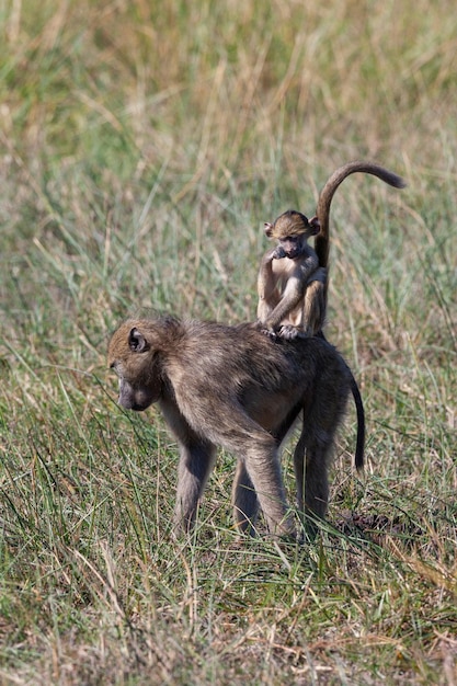 Chacma Pavian Okavango Delta Botswana