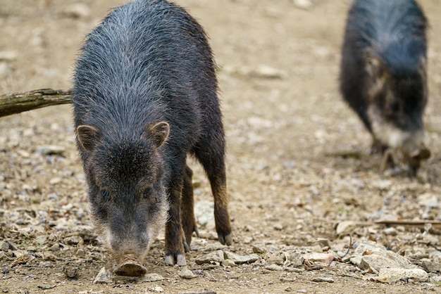 Chacoan-Pekari Catagonus wagneri, auch bekannt als Tagua