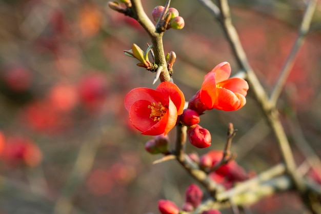 Chaenomeles japonica árvore vermelha flores marmelo de Maule Gutuiul japonez ao ar livre close-up