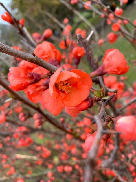 Chaenomeles japonica membrillo japonés