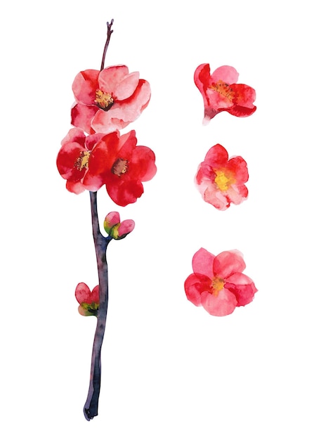 Chaenomeles japonica Quince ilustração em aquarela Desenho à mão ramos de marmelo e flores